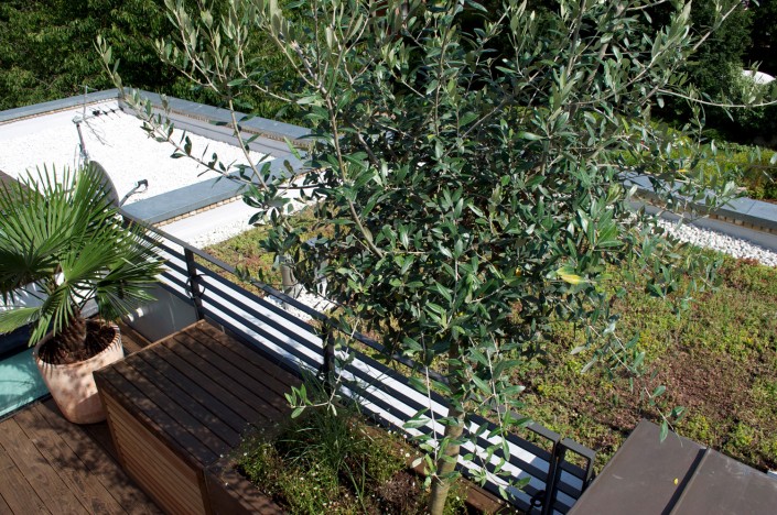 APL award winning Wakefield Roof Terrace Garden