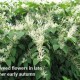 Fallopia japonica-flowering