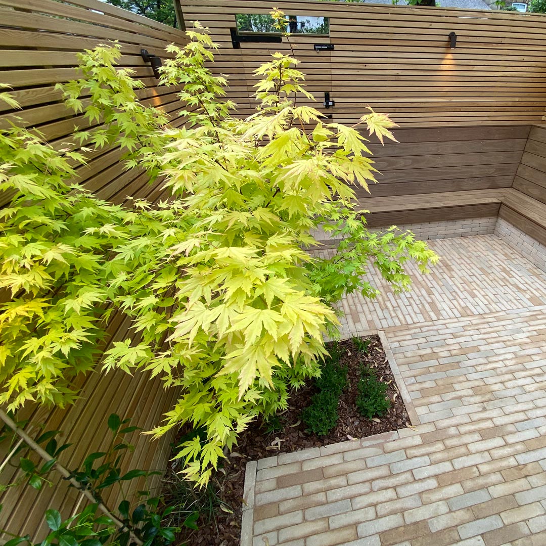 A closer view of the magnificent Acer ‘Osakazuki’ with its bright green leaves. This small tree is perfect for a garden that is compromised for space.