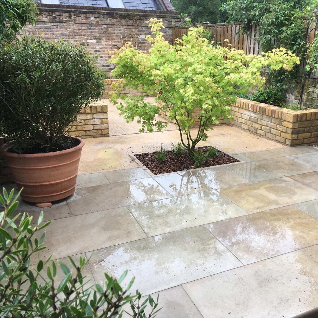 A beautiful Acer ‘Ichigyoji’ with its vibrant golden leaves grab centre stage and becomes a focal point viewed from all angles of the garden.