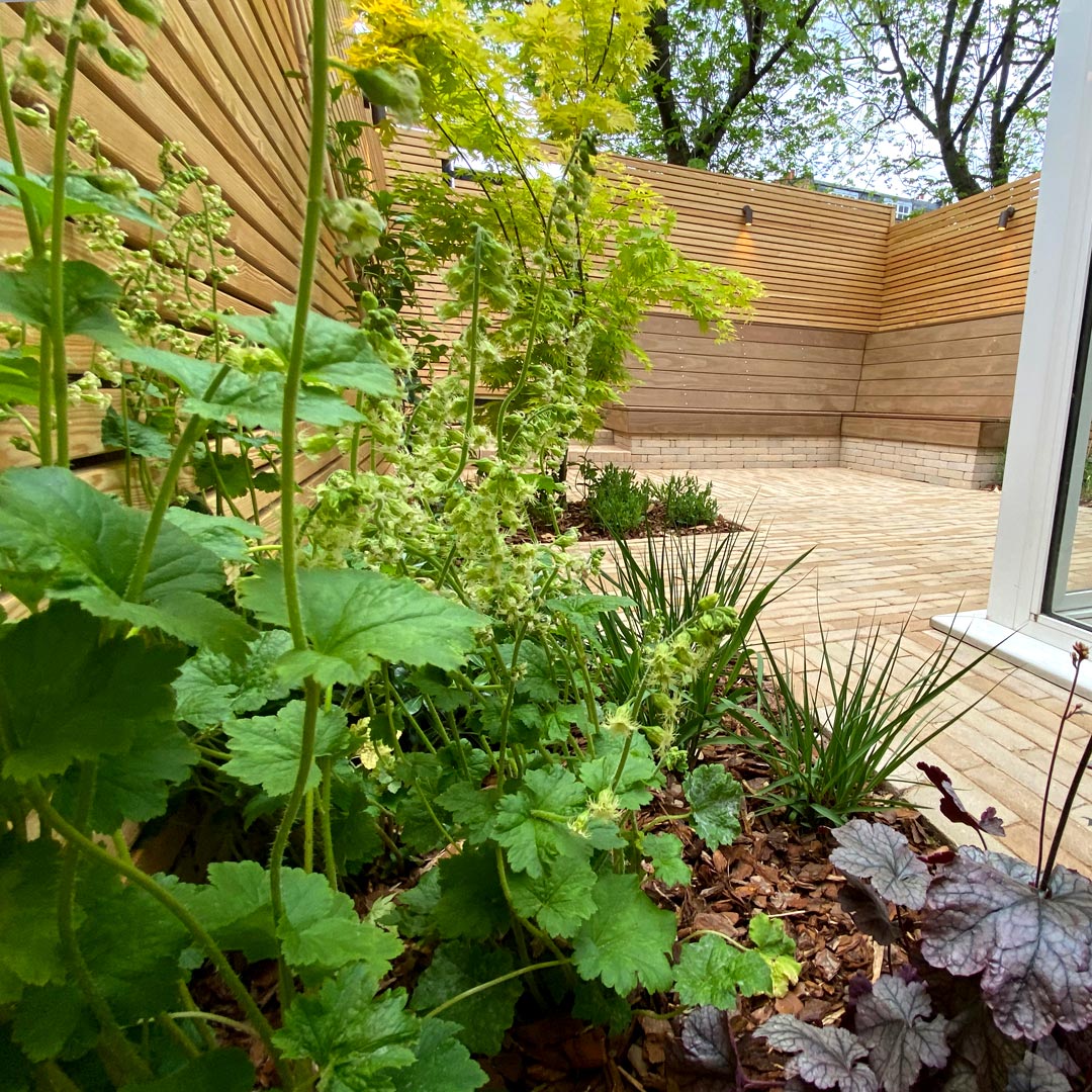 From behind the Tellima grandiflora the Acer ‘Osakazuki’ can be seen.