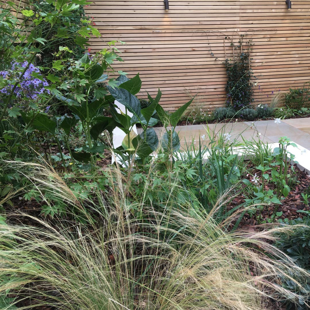 Stipa, Melica, Miscanthus and Luzula create a foil for other plants such as Agapanthus and Gaura. The fine texture of the grasses contrasts with the course textures of the Paeonia and Hydrangea.