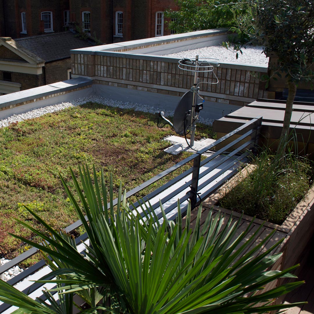 A view across the roof and the top palm leaves of a Trachycarpus fortune.