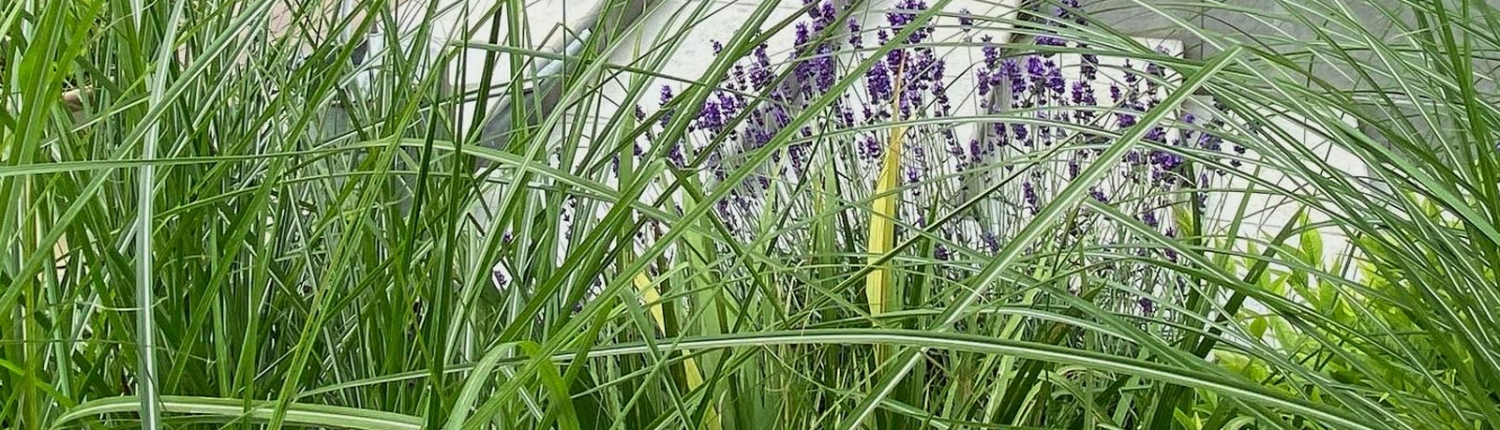 Our award-winning landscape gardeners transform outdoor spaces into beautiful places.