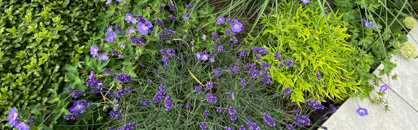 We provide award-winning landscape garden design and construction services, creating beautiful outdoor spaces in which to relax and entertain.