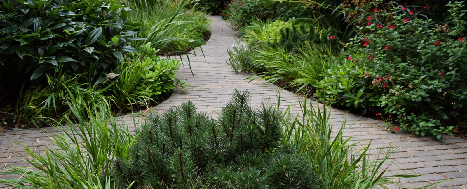 The result is beautiful with island beds, meandering paths, clay pavers and a rich planting of shrubs, climbers, trees, grasses and ferns.