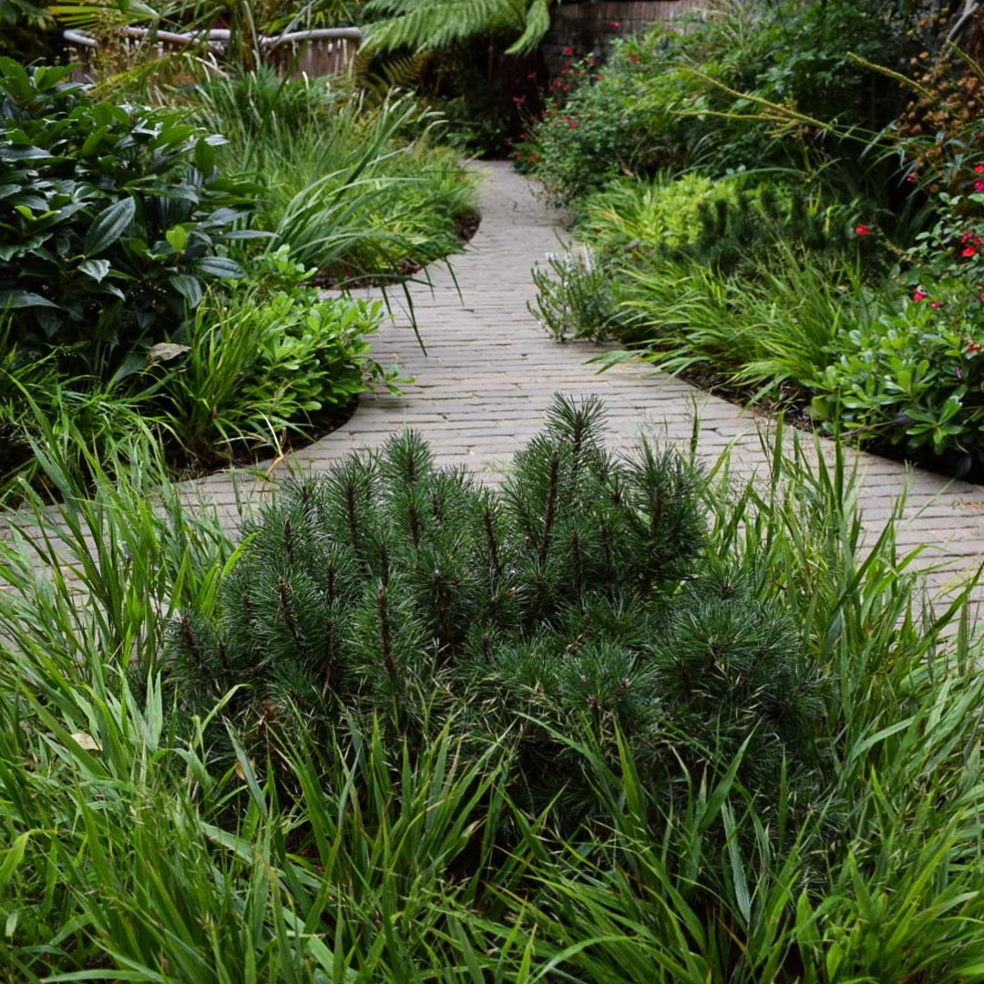 Paths wind through the garden and around lushly planted island beds.