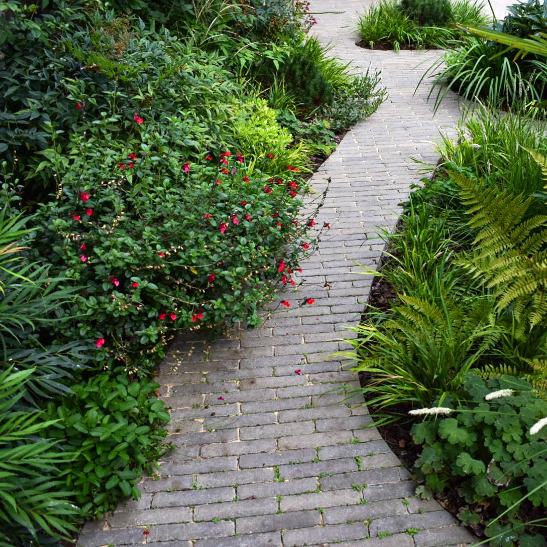 Mahonia, Salvia, Viburnum, ferns, grasses and geraniums spill over onto the clay paver paths.