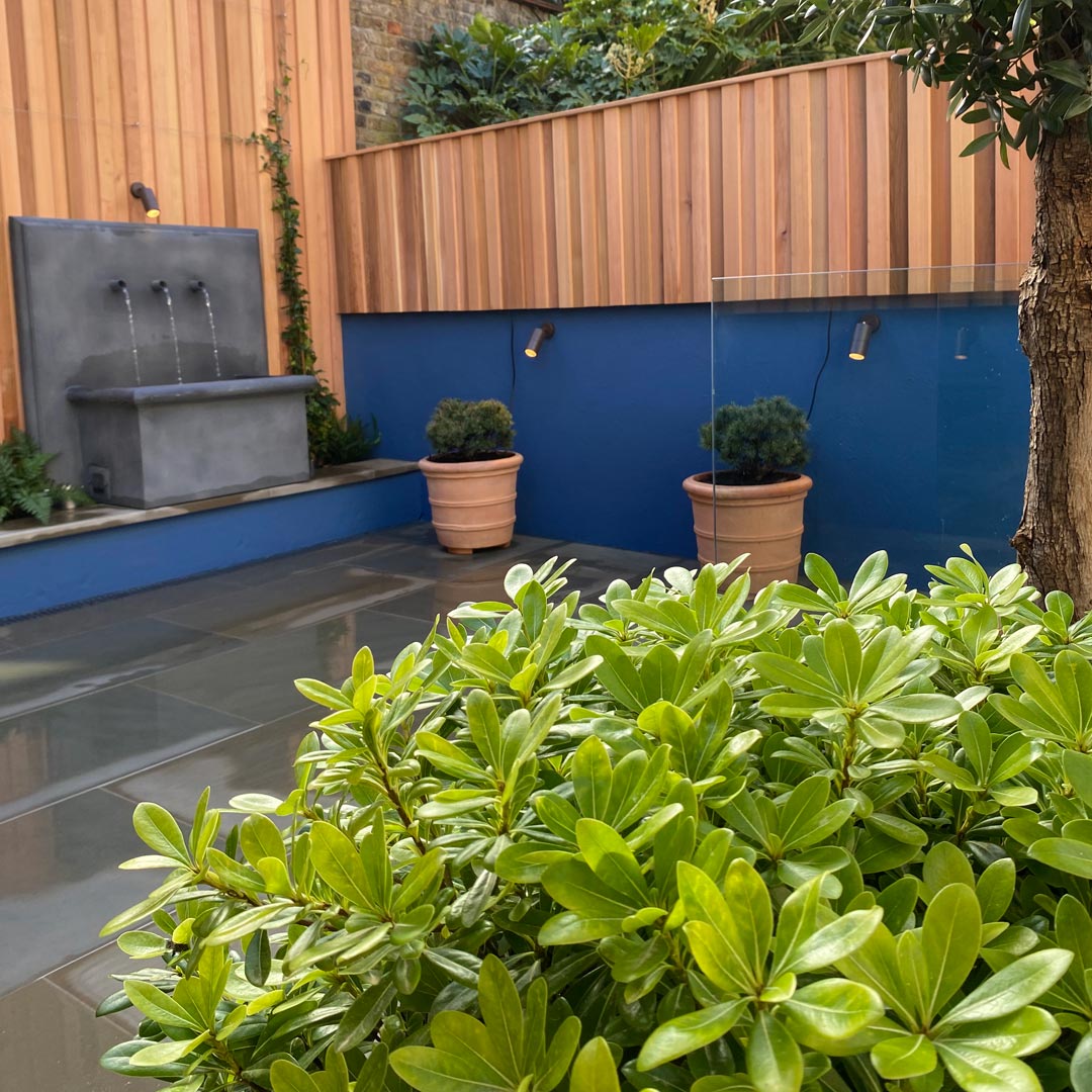 Pittosporum tobira 'Nanum' giving the upper terrace much needed greenery.